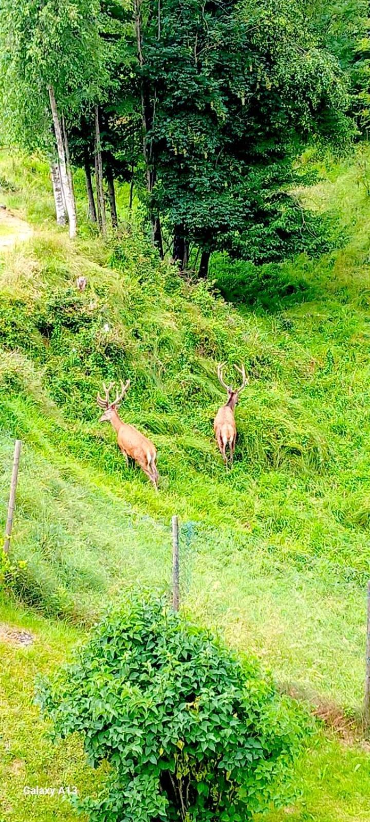 Appartamento Cascina Del Galin Lanzo dʼIntelvi Esterno foto